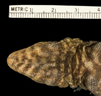 Media type: image;   Herpetology R-188741 Aspect: head ventral